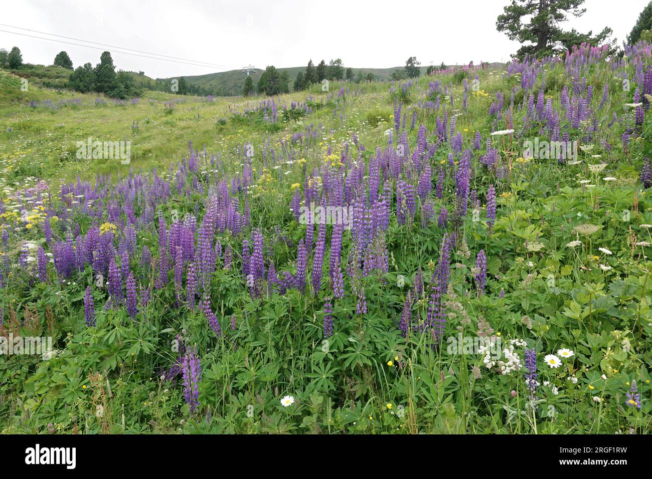 Natural colorful landscape view on an aggregation of blue flowering large-leaved lupines, Lupinus polyphyllus Stock Photo