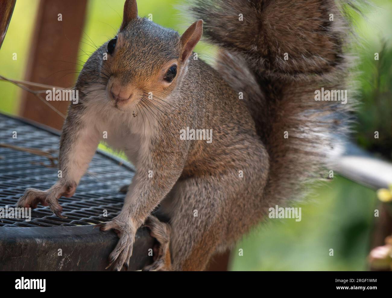 A Squirrel nibbles on bird seed Stock Photo Alamy