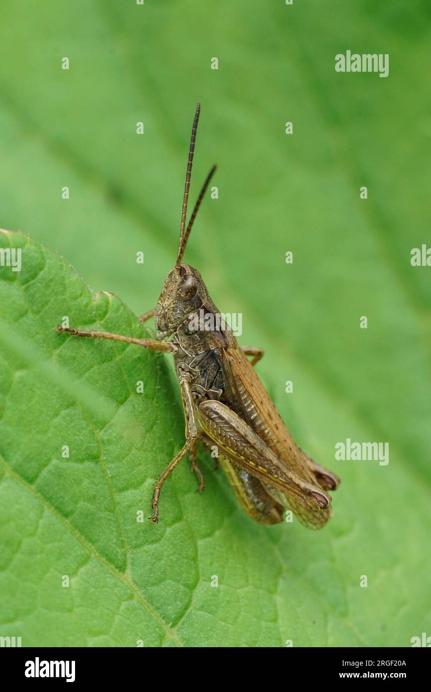 Natural vertical closeup on the brownb upland field grasshopper, Chorthippus apricarius sitting on a green leaf Stock Photo