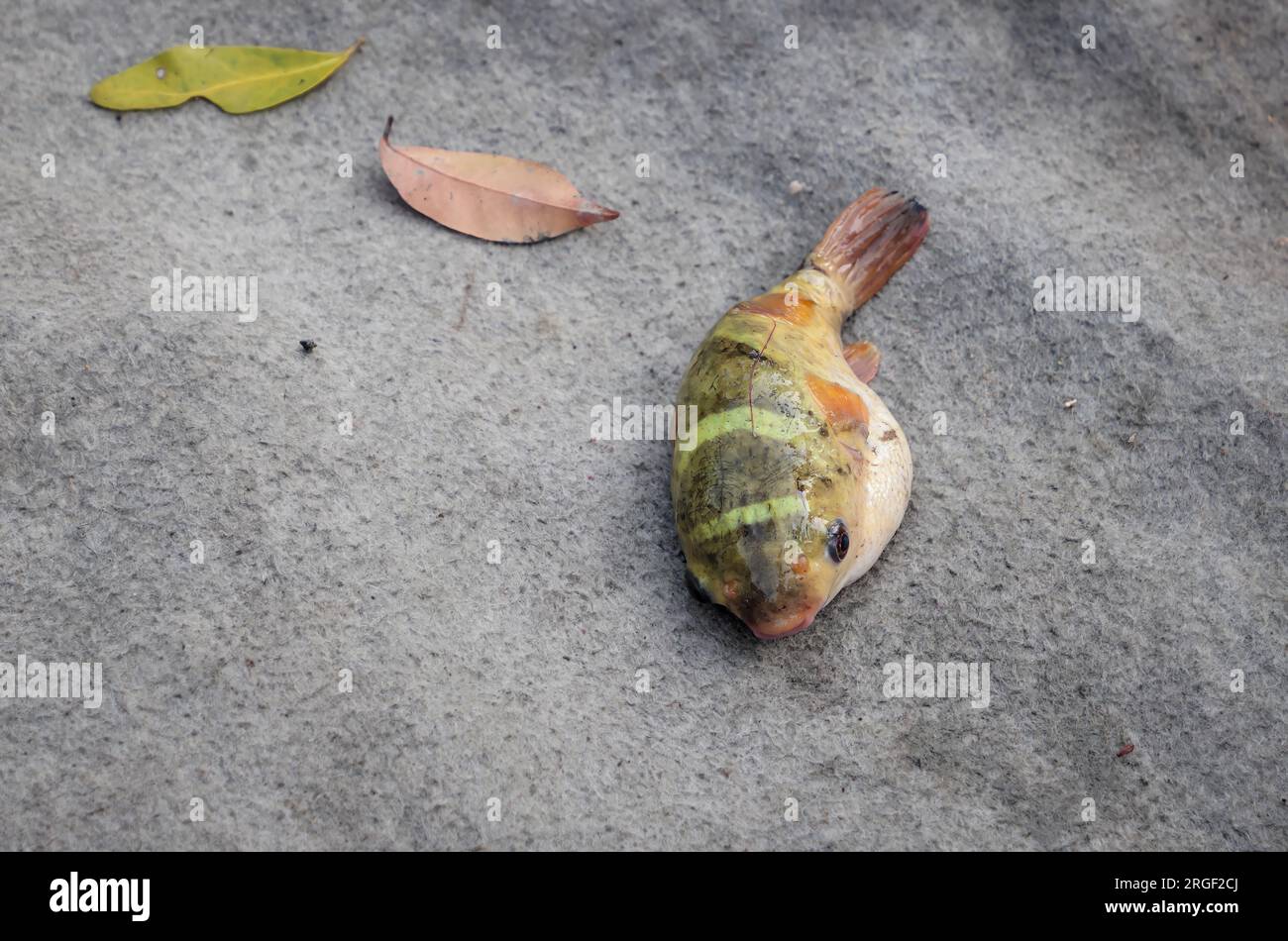 Dead milkspotted puffer or Gangetic blow fish (Chelonodontops patoca). this photo was taken from sundarbans national park. Stock Photo