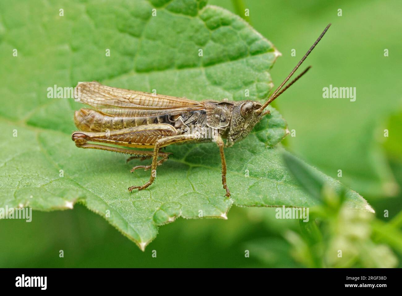 Natural closeup on the brownb upland field grasshopper, Chorthippus apricarius sitting on a green leaf Stock Photo