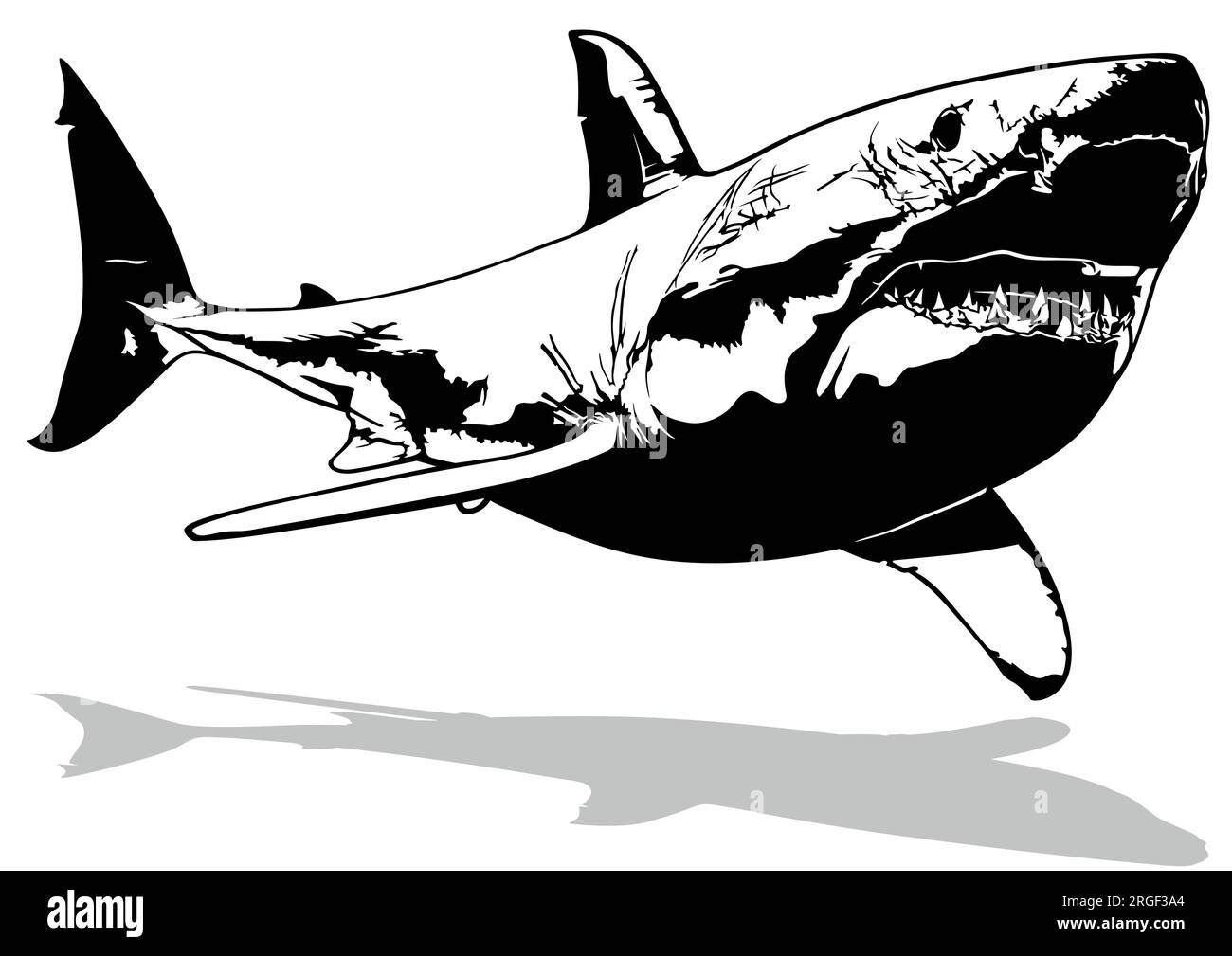 Drawing of a Great White Shark Stock Vector