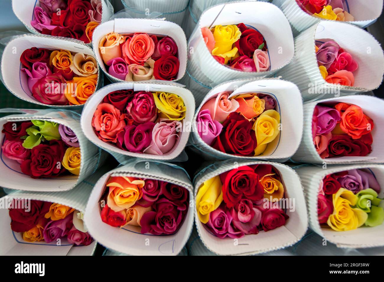 Roses at the Hacienda La Compania Rose Plantation at Cayambe in Ecuador