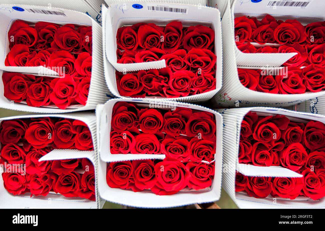 Red roses at the Hacienda La Compania Rose Plantation at Cayambe in