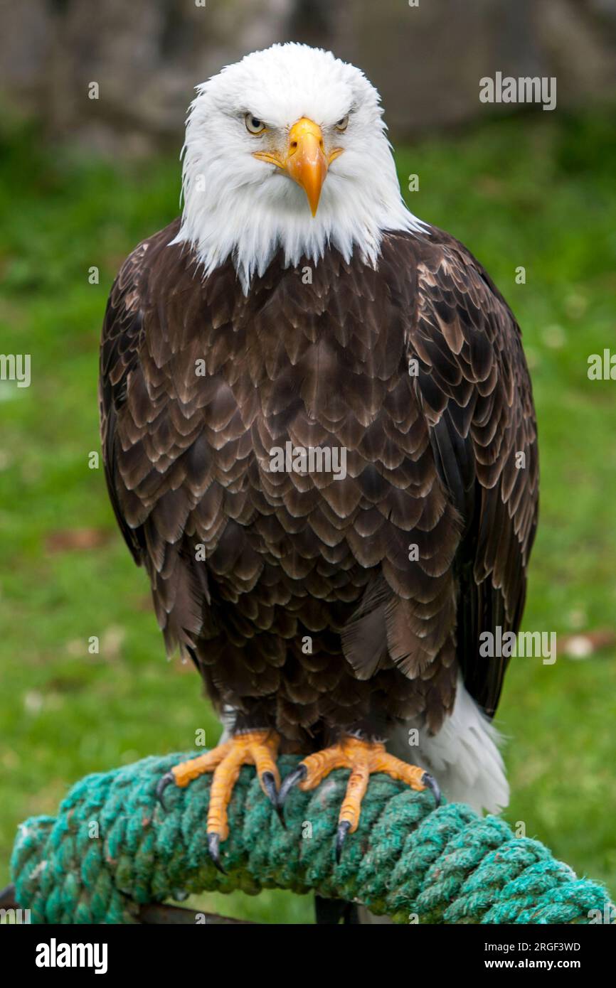 An American Bald Eagle at Condor Park at Otavalo in Ecuador. Condor Park is home to many of South Americas endangered bird species. Stock Photo