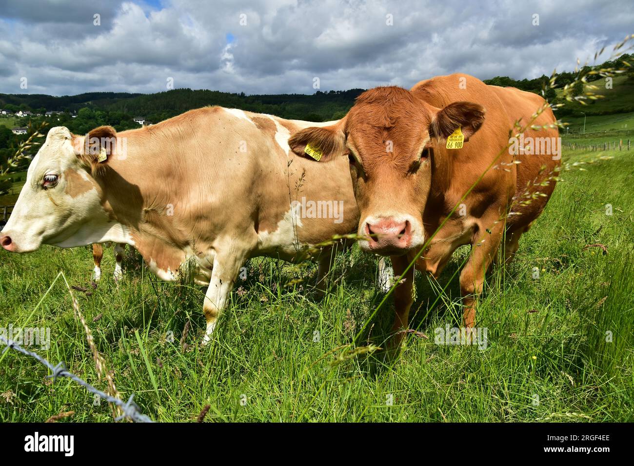 Cattle, cows, Calves - on a pasture Stock Photo - Alamy
