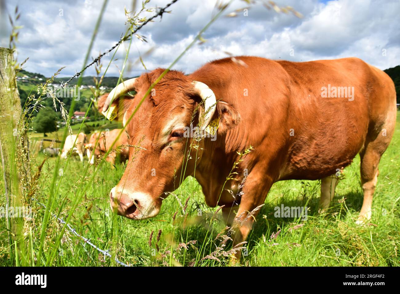 Cattle, cows, Calves - on a pasture Stock Photo - Alamy