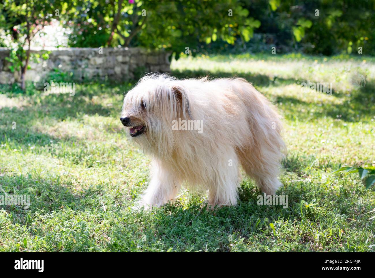 Pyrenean Sheepdog staying in a garden, in summer Stock Photo
