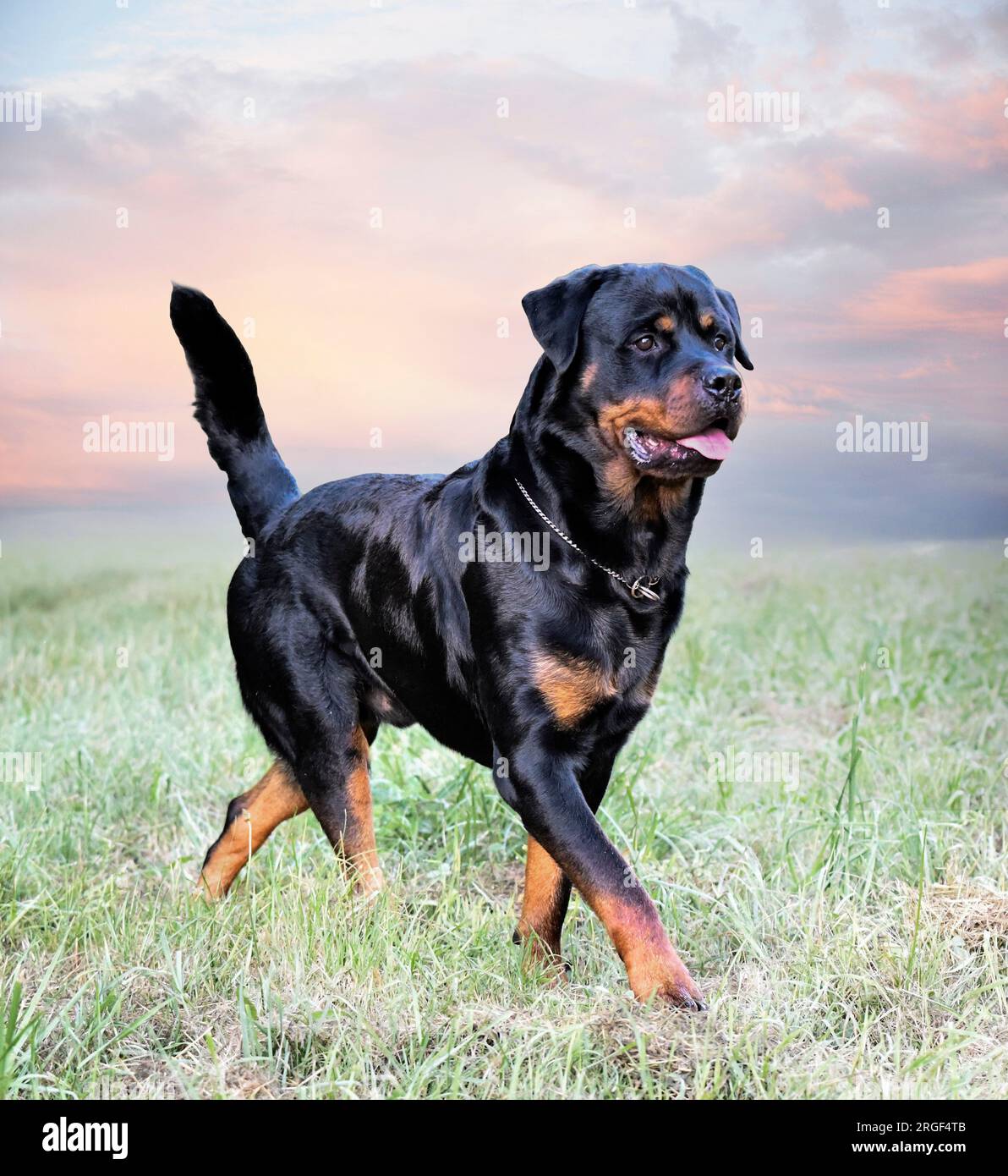 Rottweiler running cheap