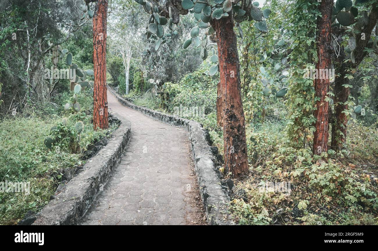 Path in primeval forest on Santa Cruz Island, color toning applied