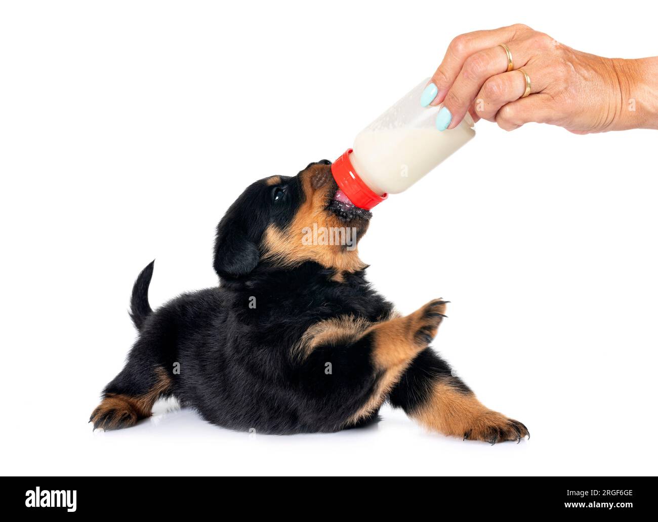 Dog drinking milk Cut Out Stock Images Pictures Alamy