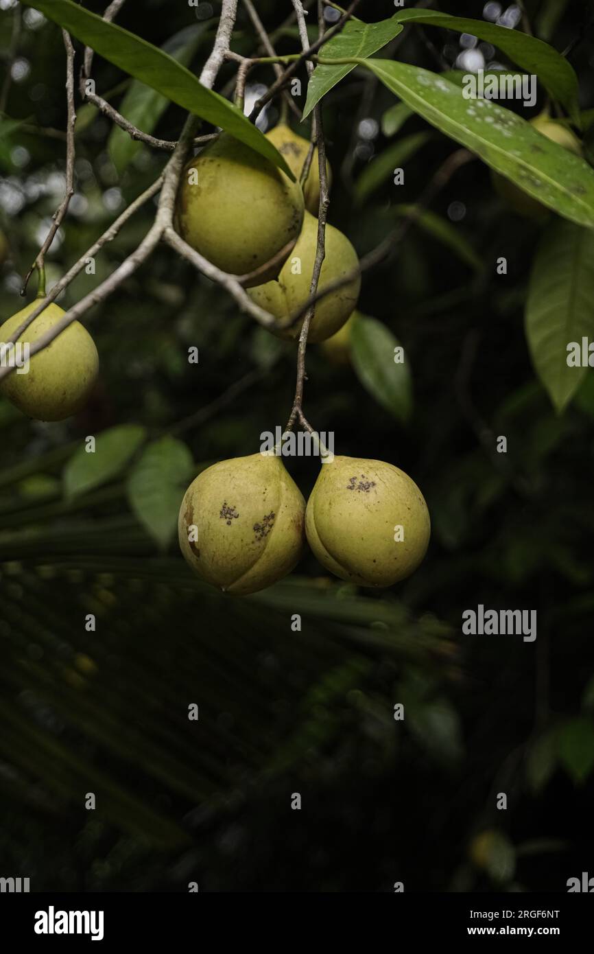 Nautmeg tree hires stock photography and images Alamy