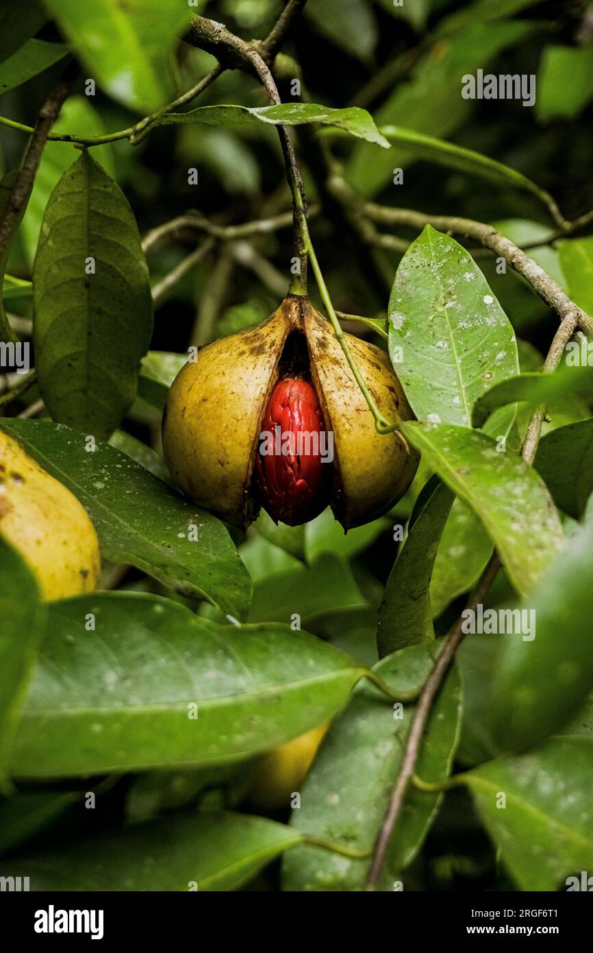 NUTMEG TREE WITH FRESH AND RIPE NUTMEG FRUITS Stock Photo Alamy