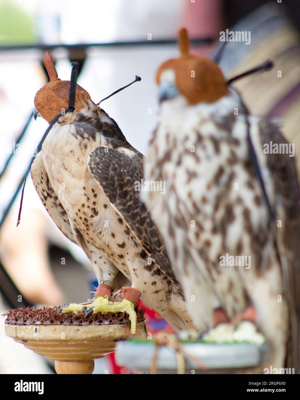 An Arabian Falcon sitting on perch pad in Desert of Dubai UAE Stock Photo