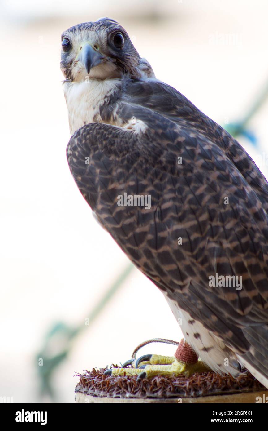 An Arabian Falcon sitting on perch pad in Desert of Dubai UAE Stock Photo