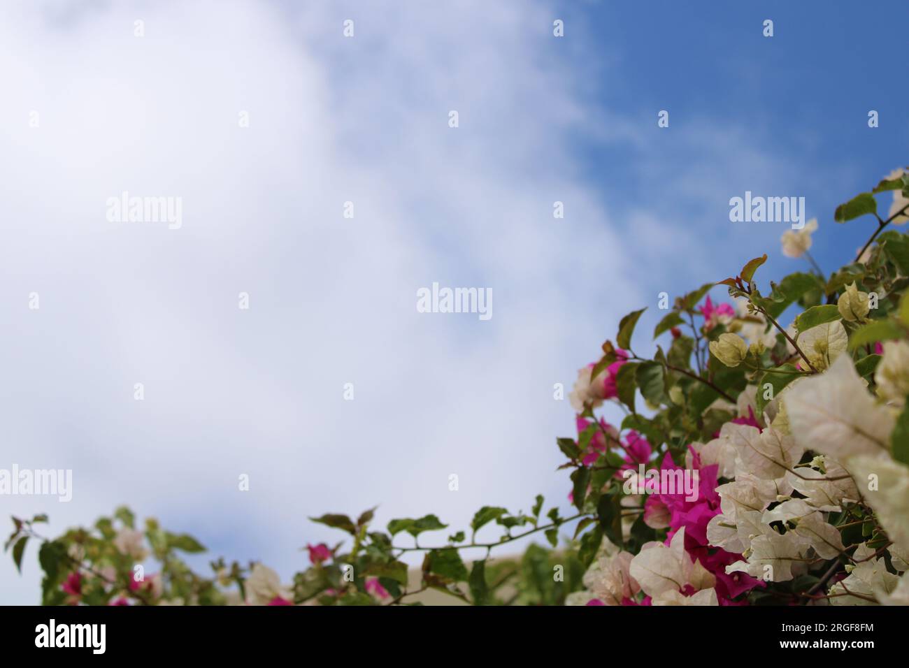 Bougainvillea bush seeping into the sky Stock Photo