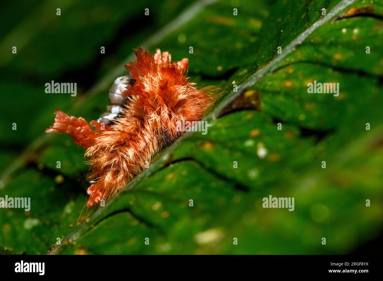 Shagcarpet carterpillar (Prothysana sp.) from a moth in family