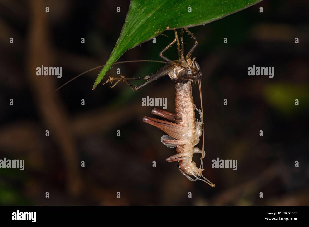 A Katydid is molting in the cloudforest of Bosque de Paz, Costa Rica ...