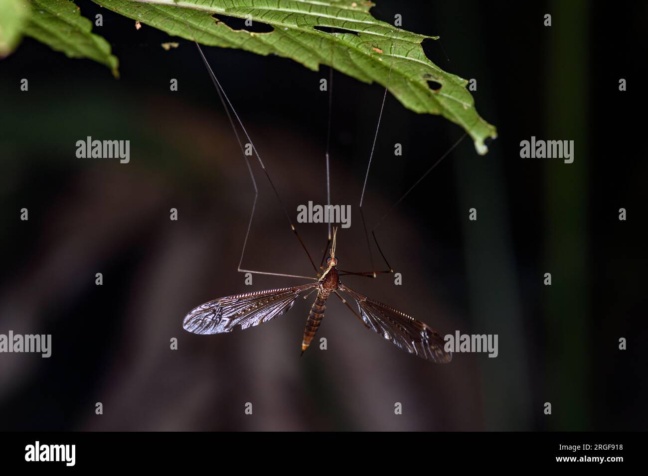 Cranefly (Family Tipulidae) from the cloudforest of Bosque de Paz, Costa Rica. Stock Photo
