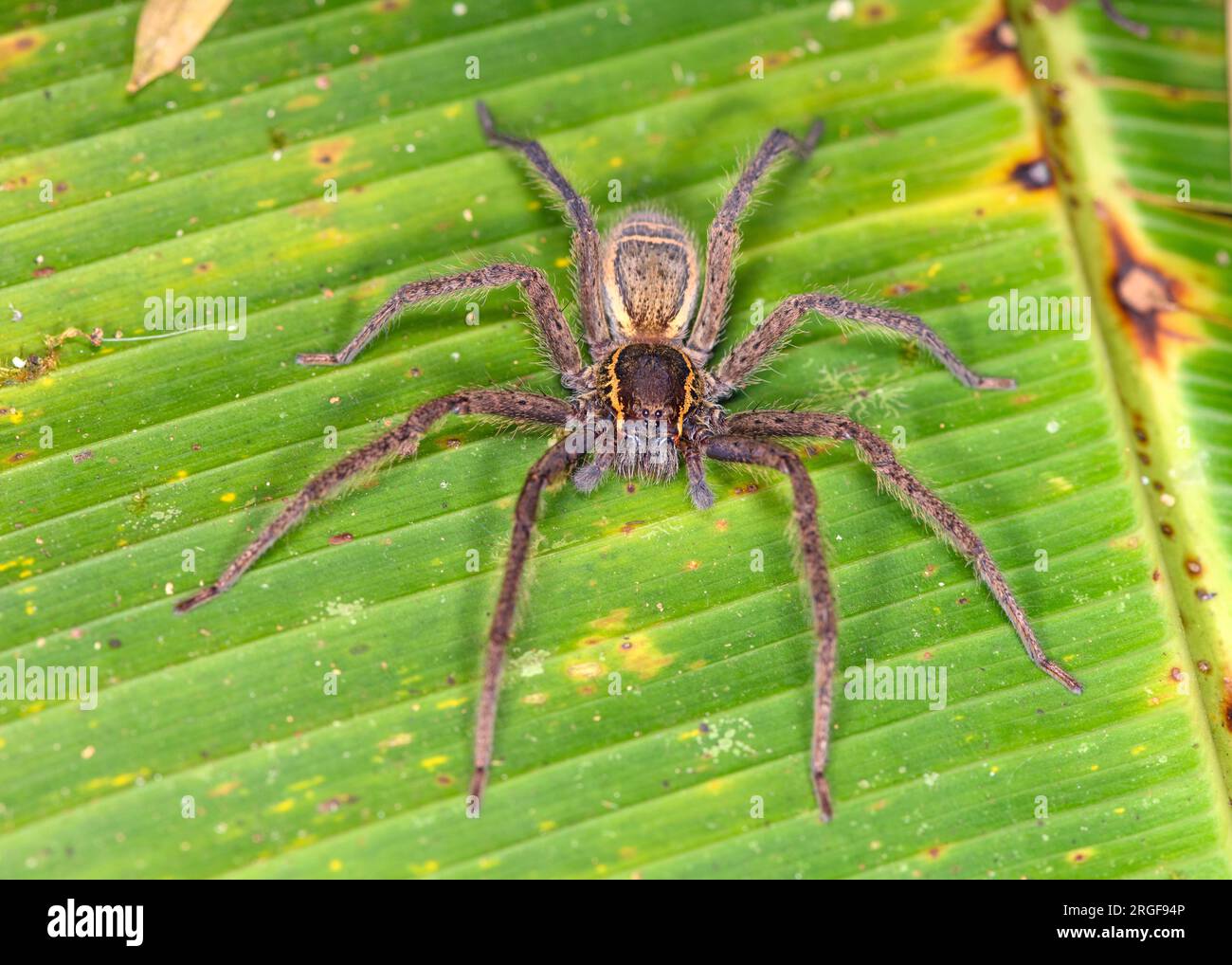 Bromeliad spider (Cupiennius sp.?) from Bosque de Paz, Costa Rica. Stock Photo