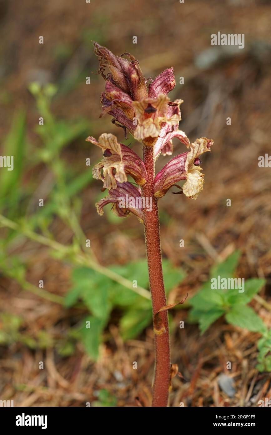 Natural closeup on a parasitic Thyme Broomrape , Orobanche alba, in the Austrian alps Stock Photo