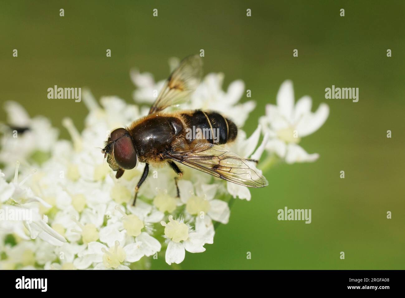 Natural closeup on a Spot-winged Drone Fly, Eristalis rupium sitting on a white cow parsnip, flower in the Austrian alps Stock Photo