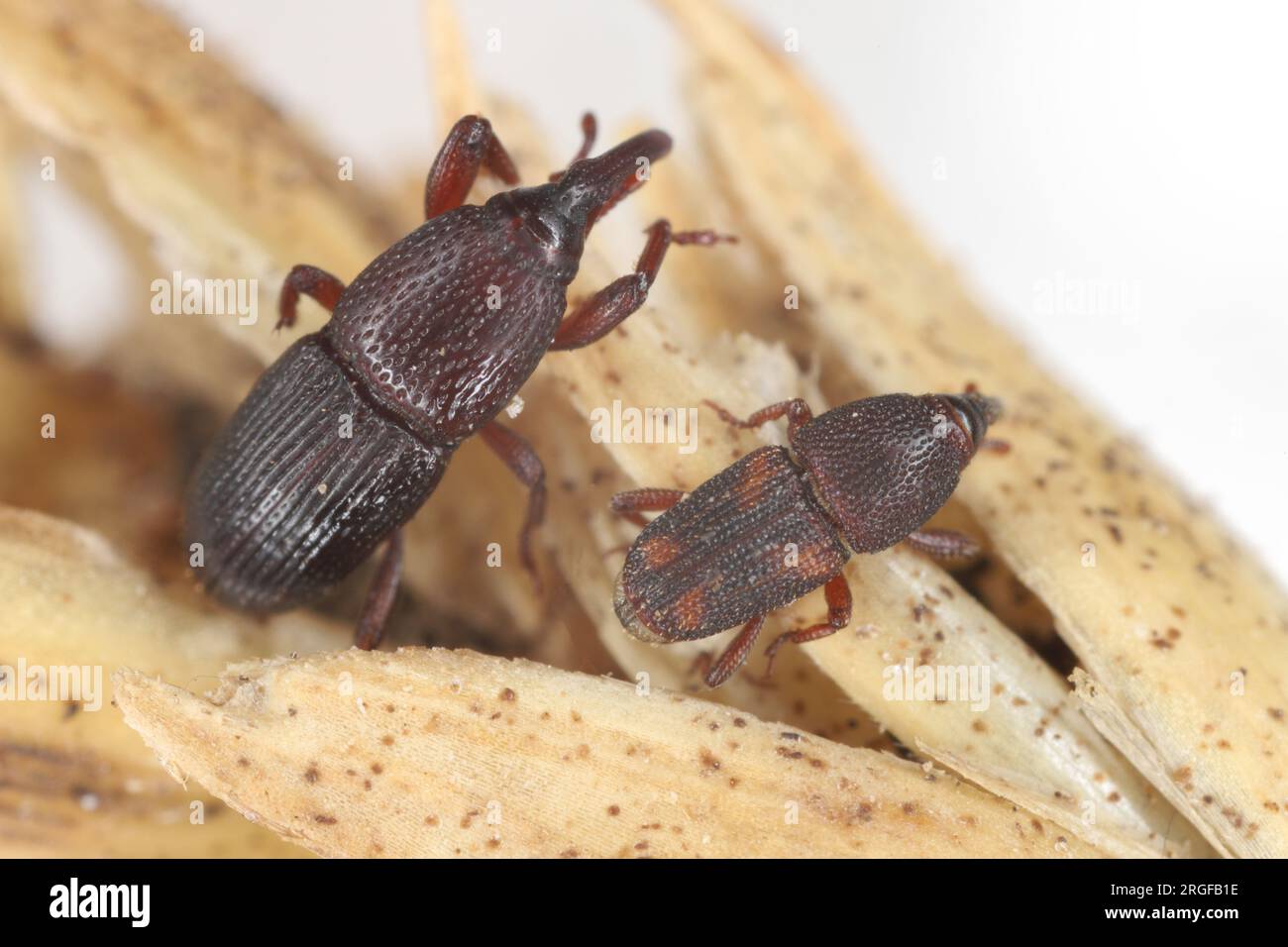 Wheat or granary weevil (Sitophilus granarius), in left and rice weevil (Sitophilus oryzae), on a fragment of an ear of cereal. Stock Photo
