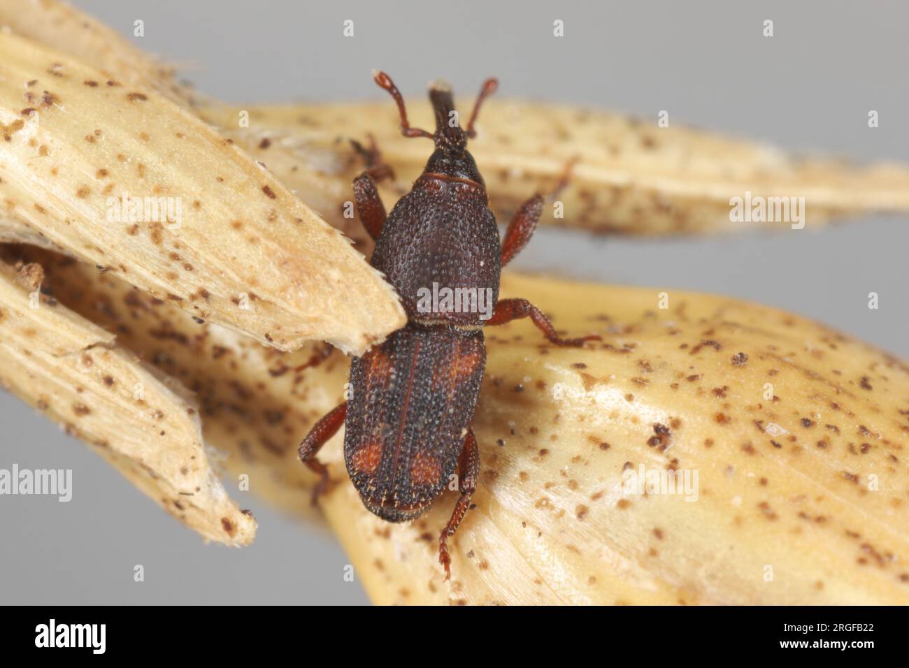 Rice weevil (Sitophilus oryzae), on a fragment of an ear of cereal. Stock Photo