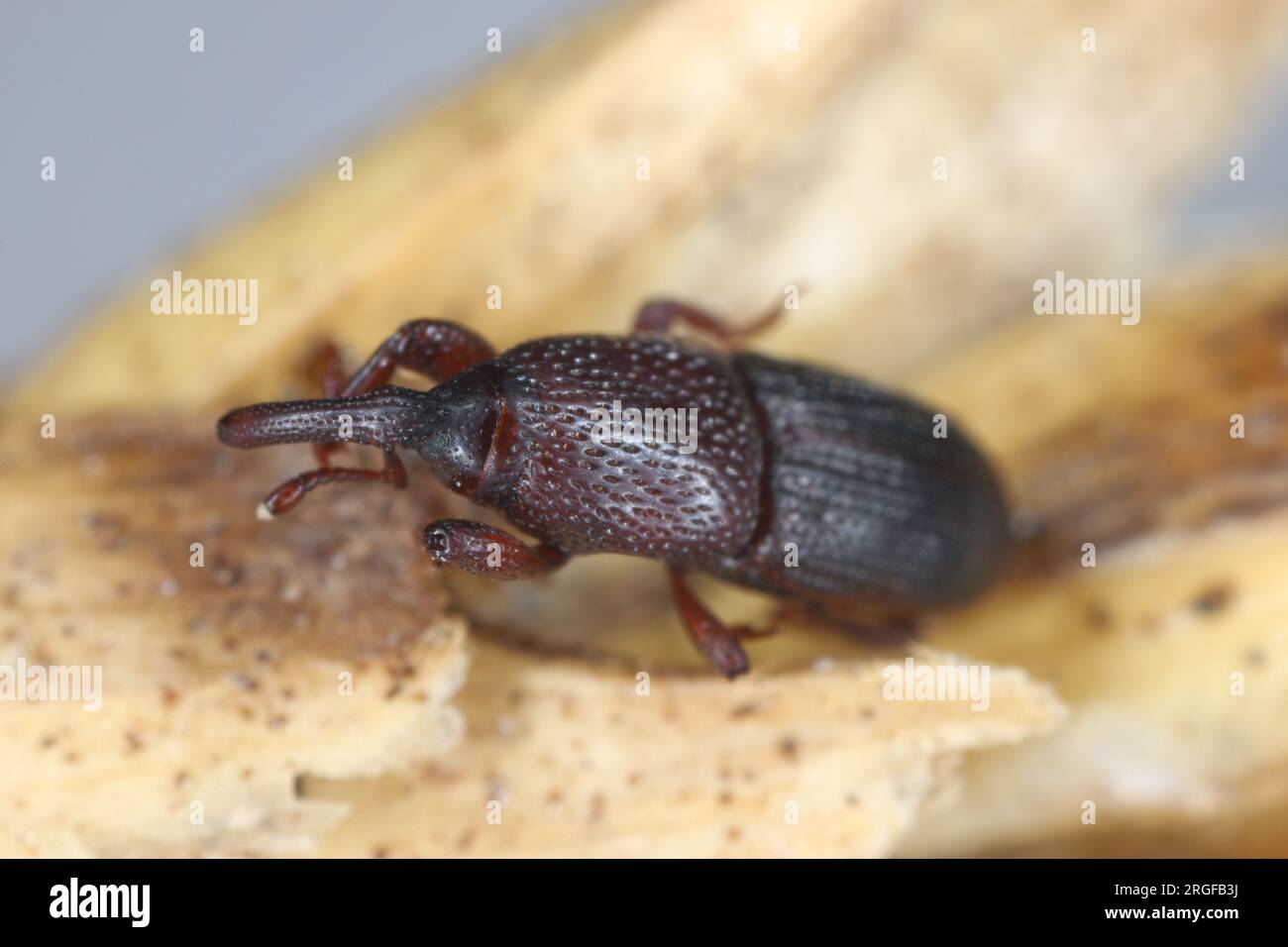 Wheat or granary weevil (Sitophilus granarius or Calandra granaria also Curculio contractus)  on a fragment of an ear of cereal. Stock Photo