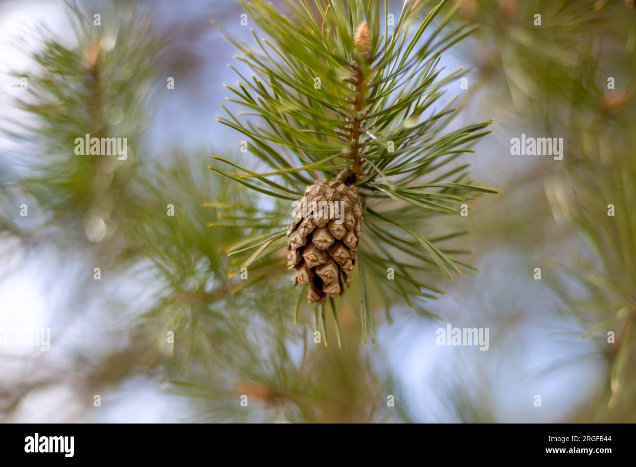 A Close up of a pine tree cone Stock Photo
