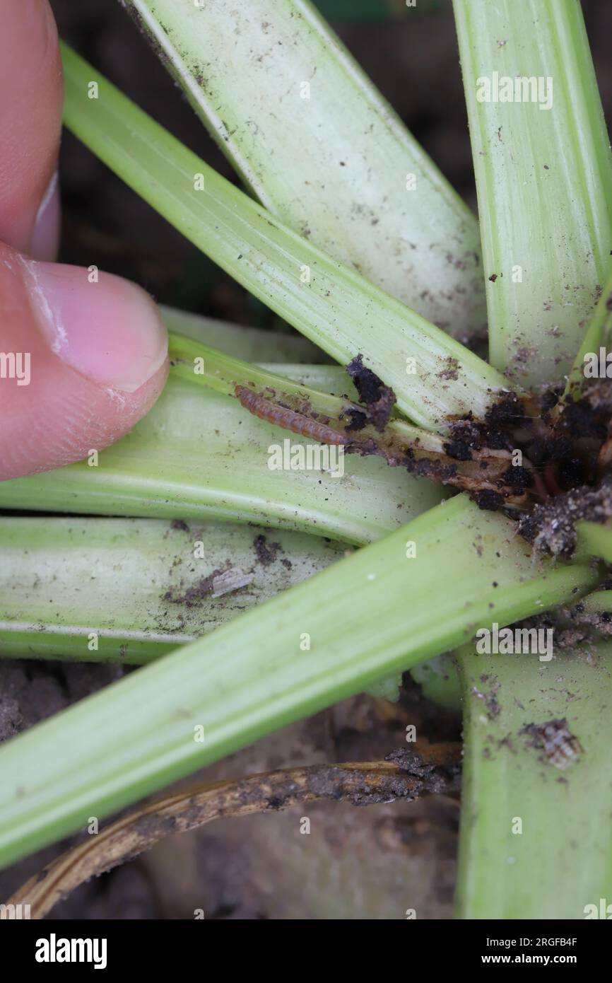 Feeding site - damaged sugar beet plant, caterpillars of beet moth Scrobipalpa ocellatella. Stock Photo