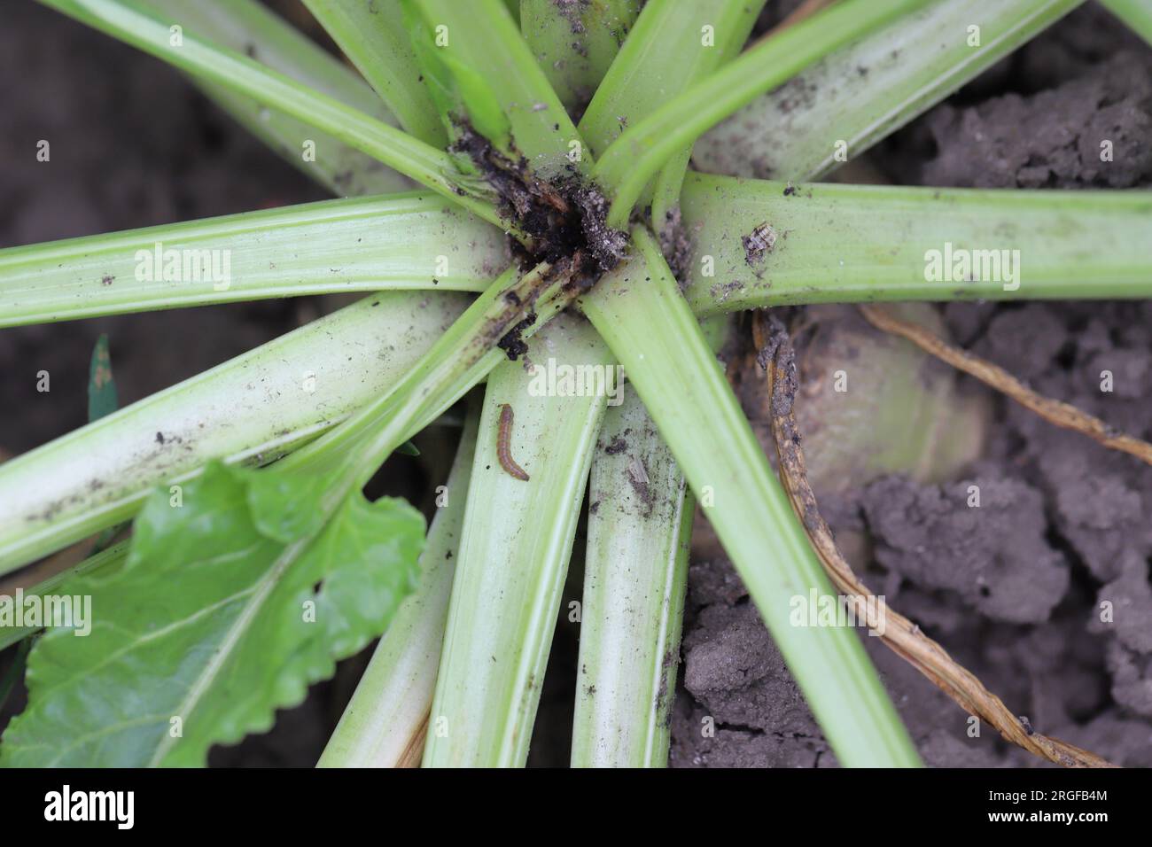 Feeding site - damaged sugar beet plant, caterpillars of beet moth Scrobipalpa ocellatella. Stock Photo