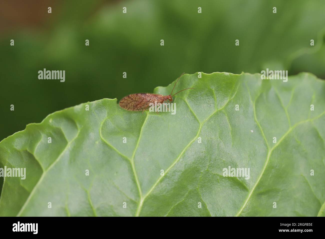 Brown Lacewing (Micromus angulatus) perched on a sugar beet leaf. Stock Photo