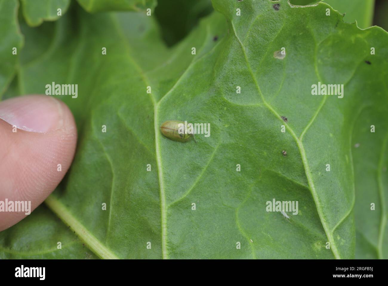 Green Tortoise Beetle Cassida sp. from above on a sugar beet leaf in a crop field. Stock Photo