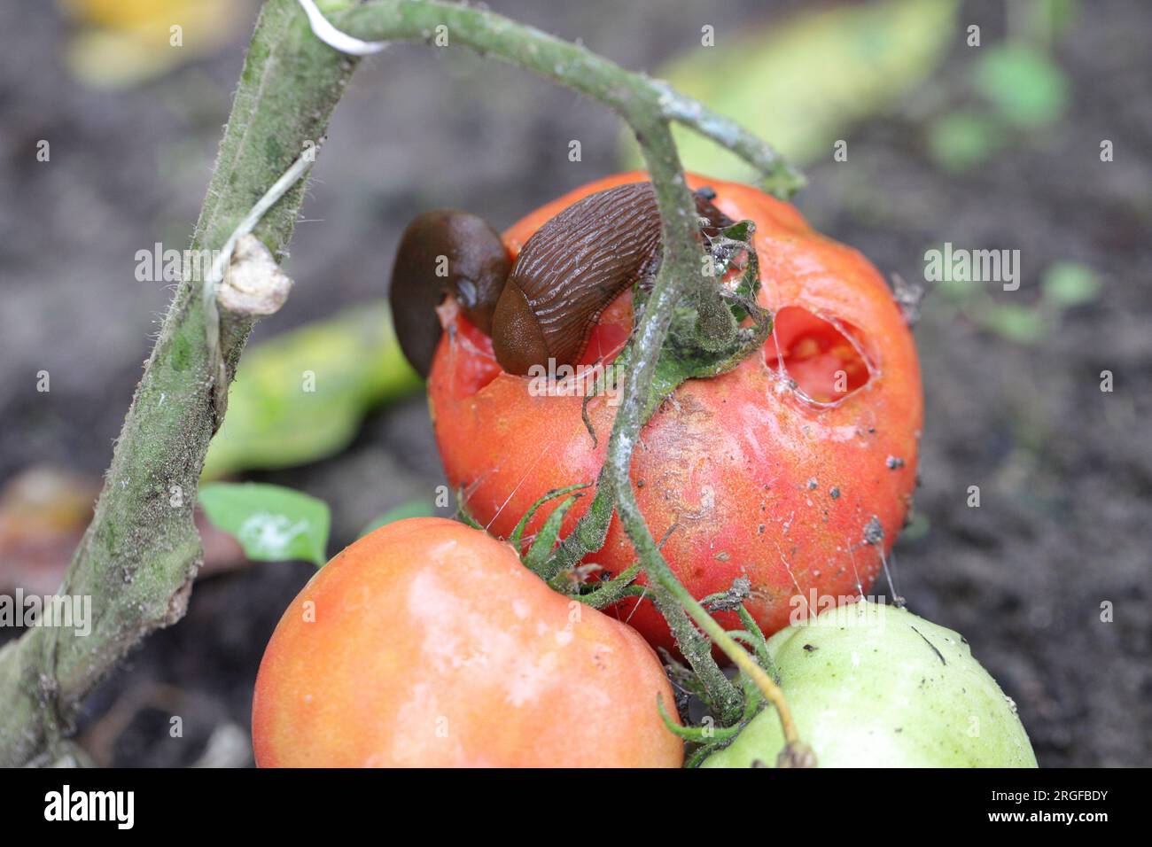 A shellless snail, slug (Spanish Slug or Lusitanian Slug, Arion lusitanicus) eating a red tomato in a home garden. Stock Photo