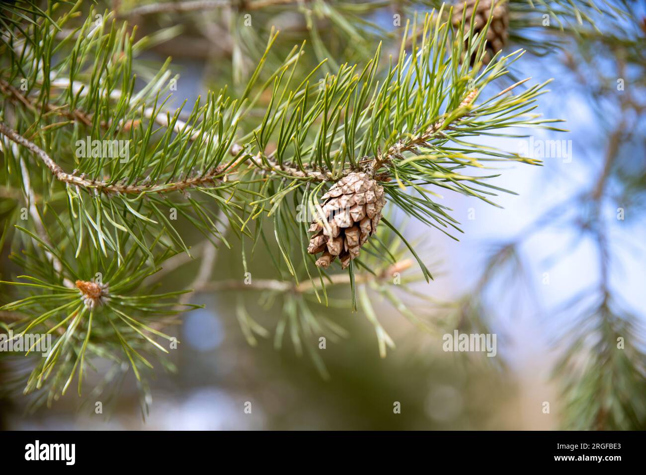 Close up of pine tree cone Stock Photo