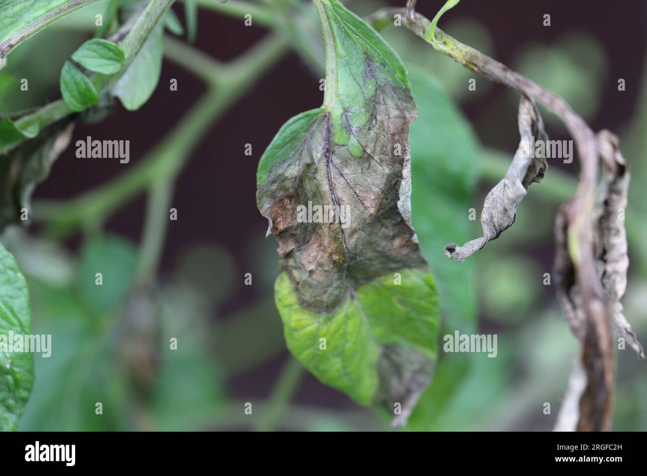 Brown rot also called downy mildew or late blight caused by the fungus Phytophthora infestans on tomato in a home garden. Stock Photo