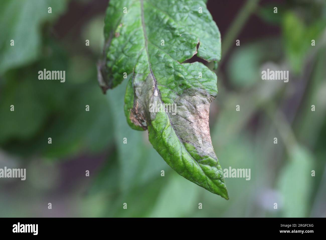 Brown rot also called downy mildew or late blight caused by the fungus Phytophthora infestans on tomato in a home garden. Stock Photo