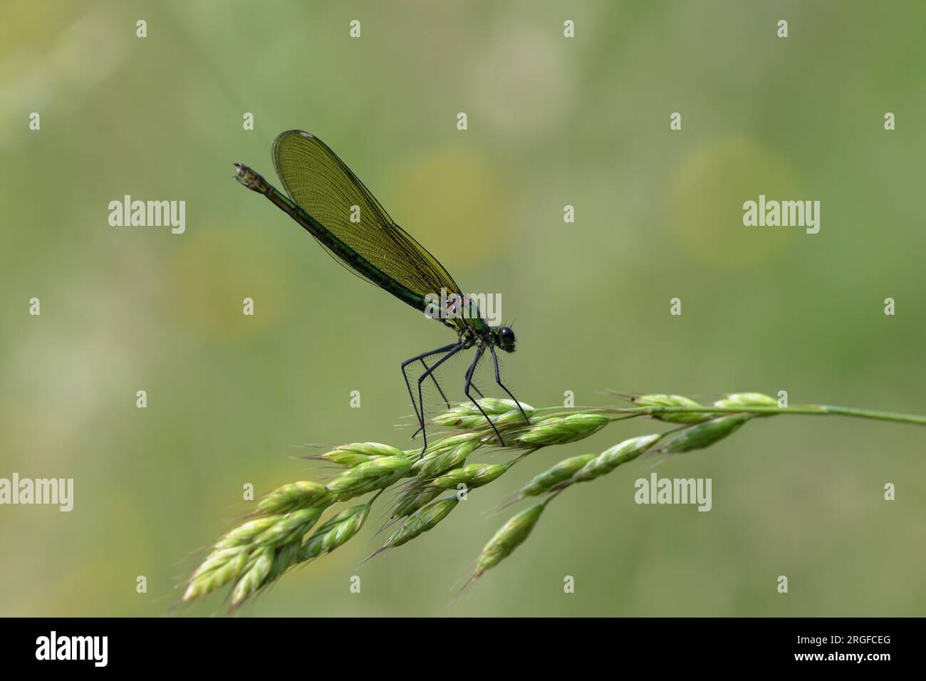 The banded demoiselle is a species of Eurasian damselfly belonging to the family Calopterygidae. It is found along slow-flowing streams and rivers. Stock Photo