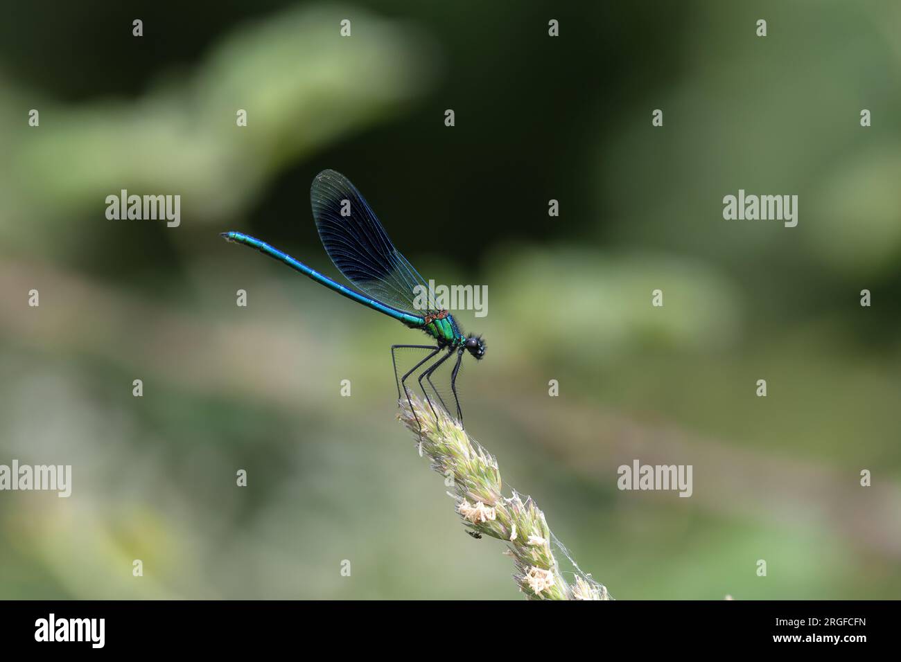 The banded demoiselle is a species of Eurasian damselfly belonging to the family Calopterygidae. It is found along slow-flowing streams and rivers. Stock Photo