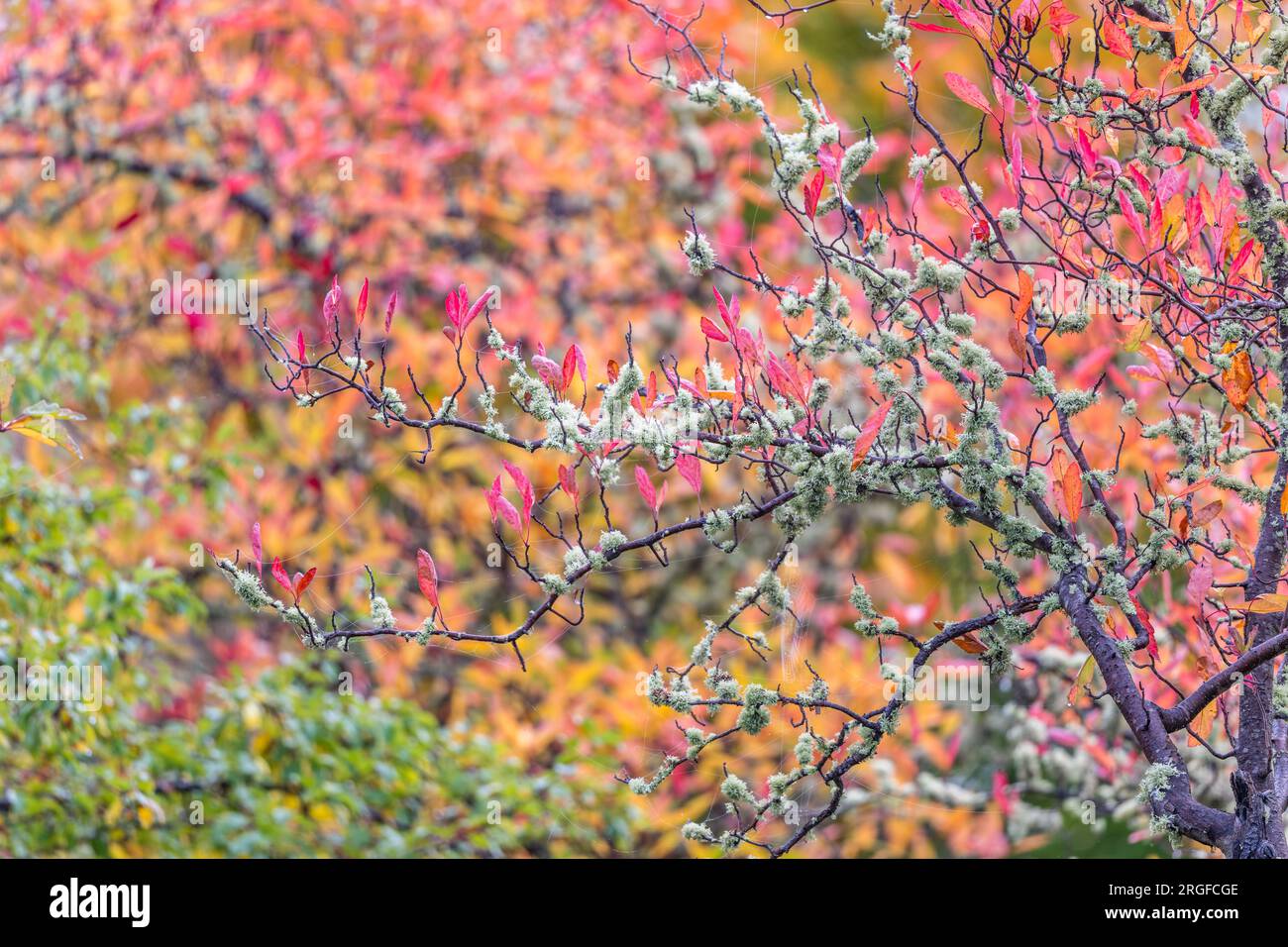 The gorgeous vibrant colours of Autumn trees with lichen covered branches and dew stained cobwebs. Stock Photo