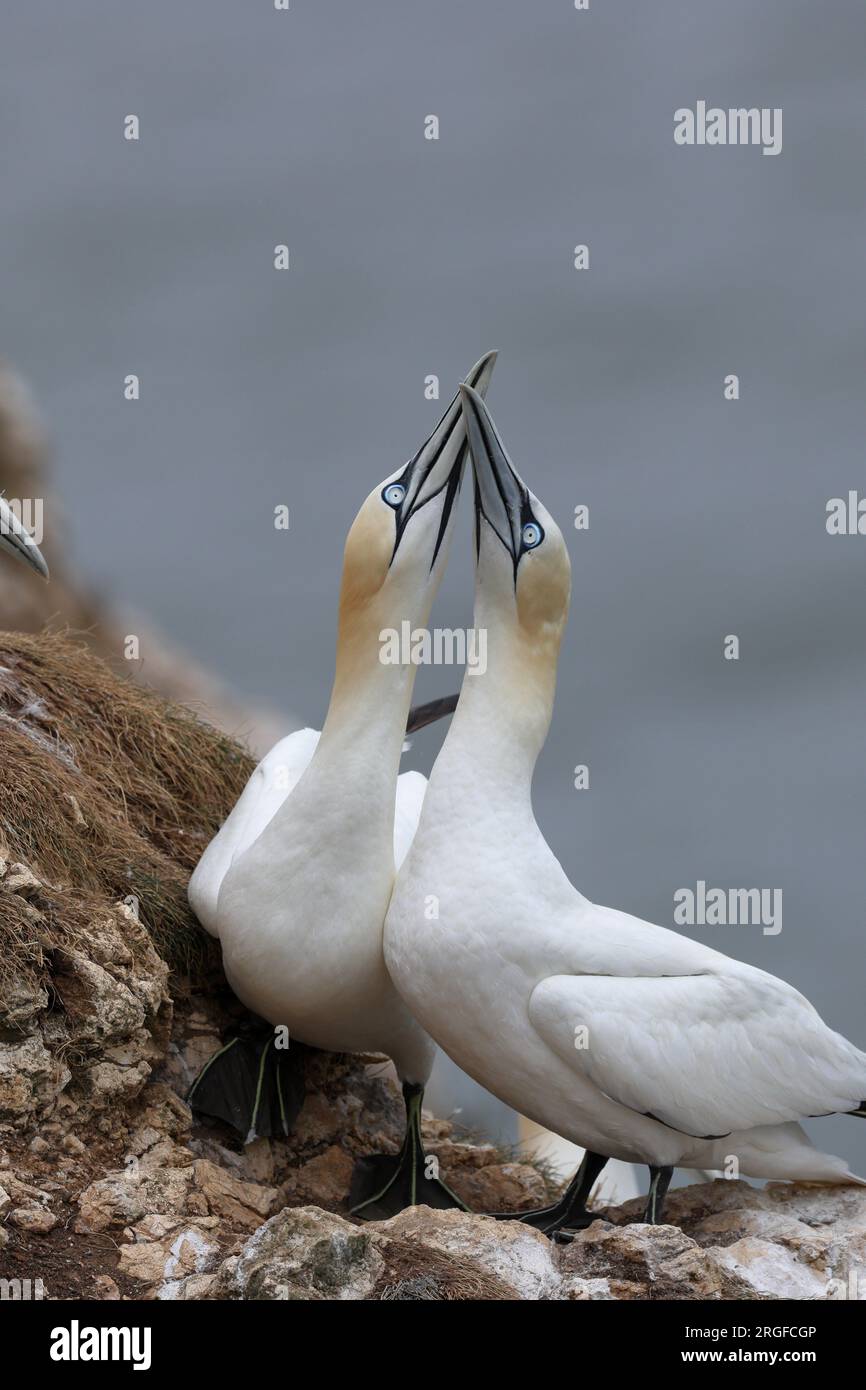 The largest species of the gannet family hi-res stock photography and ...