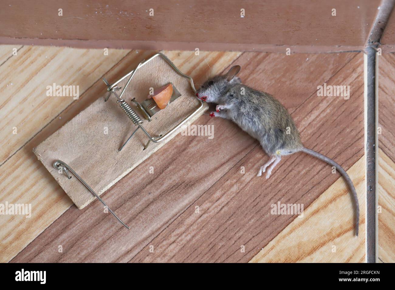 Dead mouse caught in a trap in a house, apartment. Stock Photo