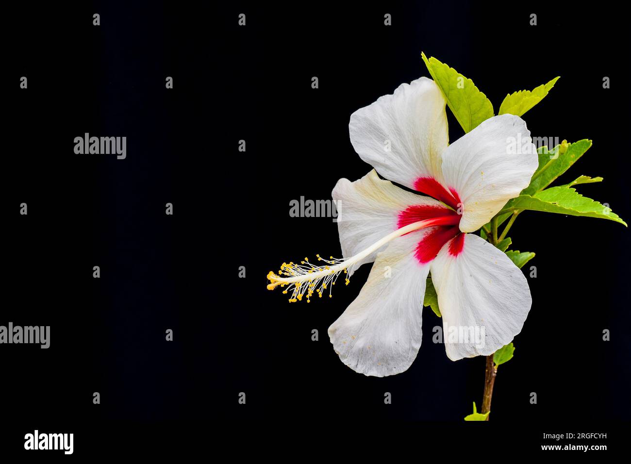 Hibiscus rosasinensis is a bushy, evergreen shrub. commonly known as