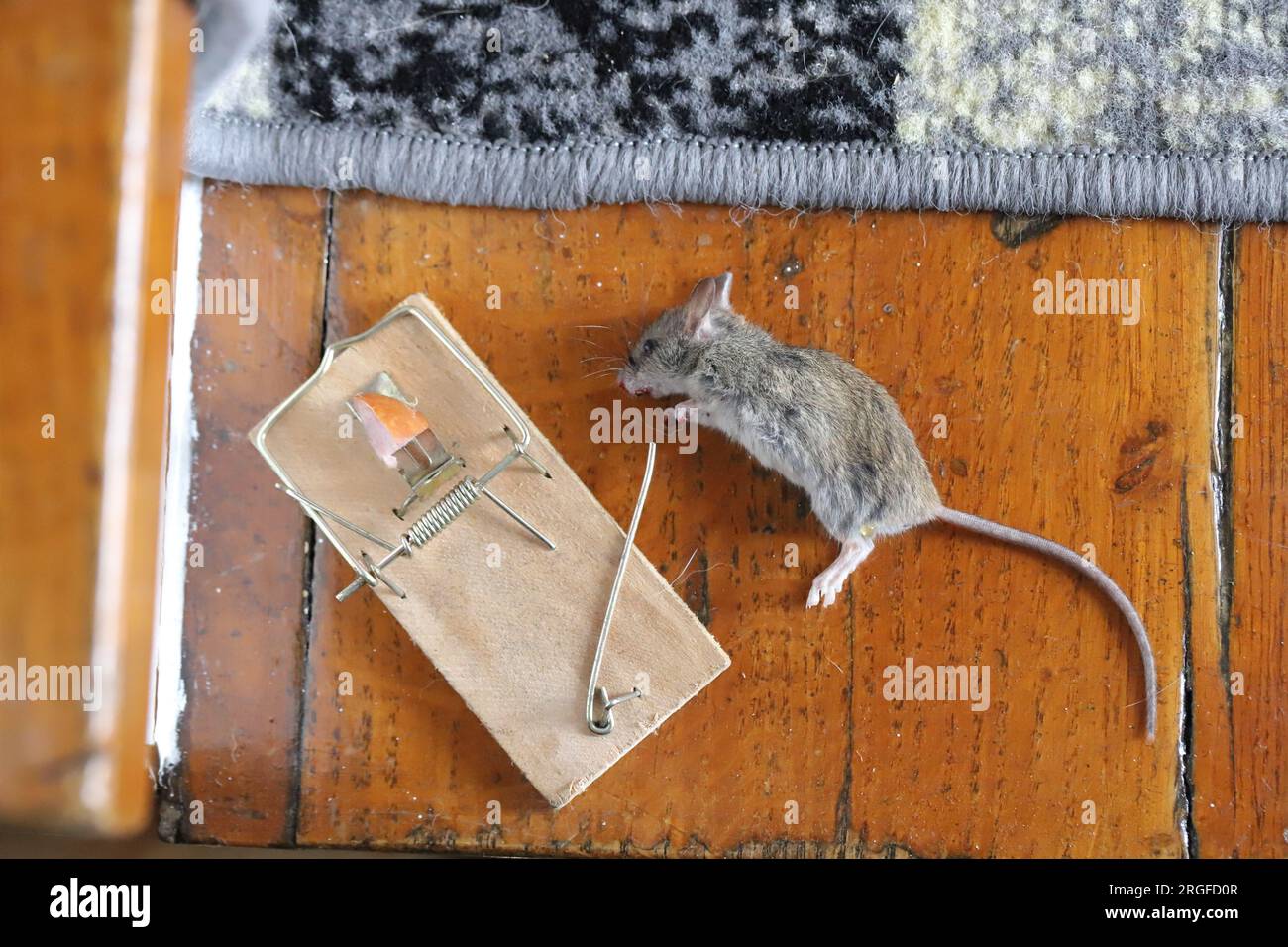 Dead mouse caught in a trap in a house, apartment. Stock Photo