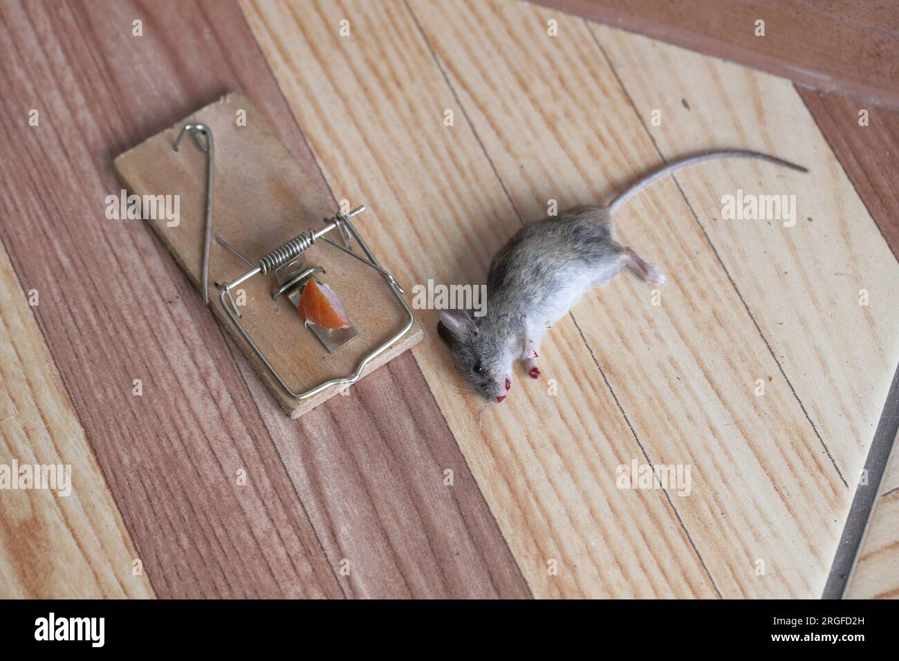 https://c8.alamy.com/comp/2RGFD2H/dead-mouse-caught-in-a-trap-in-a-house-apartment-2RGFD2H.jpg