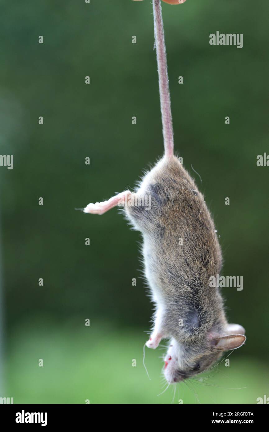 A dead house mouse caught in a mouse paw and hanging, held by its tail. Stock Photo