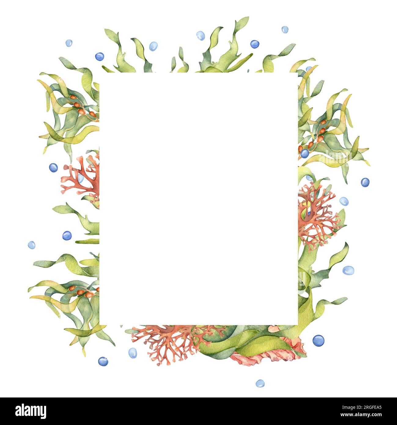 Frame of green sea plant watercolor illustration isolated on white background. Laminaria, brown kelp, red seaweed hand drawn. Design element for packa Stock Photo