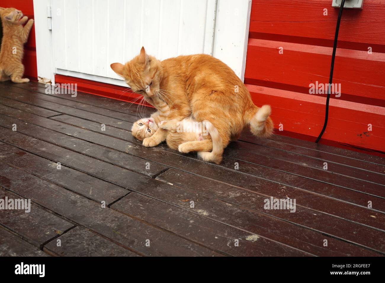 Rote Katze spielt mit Kätzchen Stock Photo