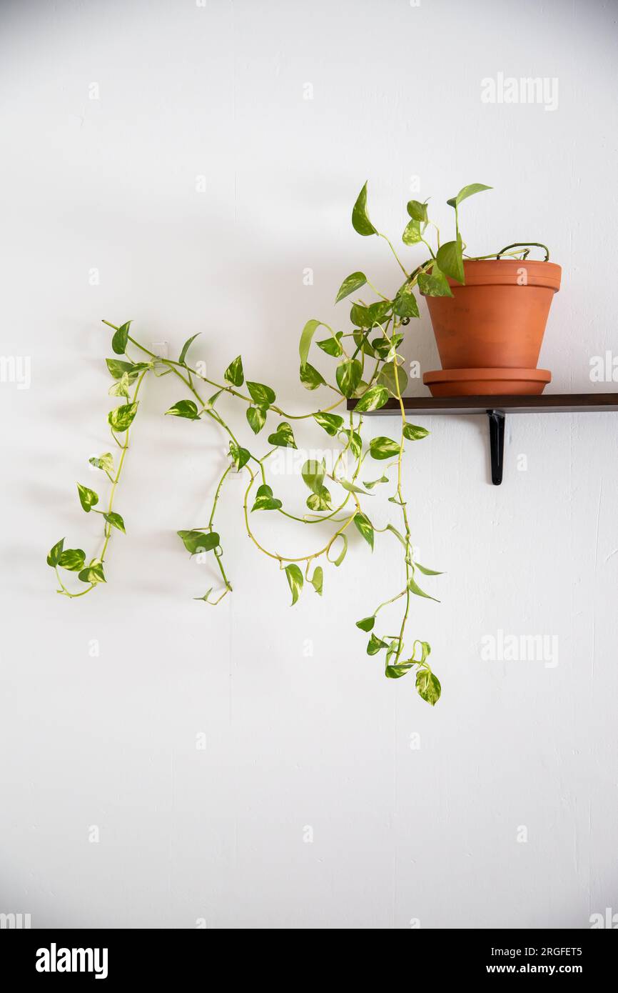 good plant gifts Thank You Gift | Plant Gifts